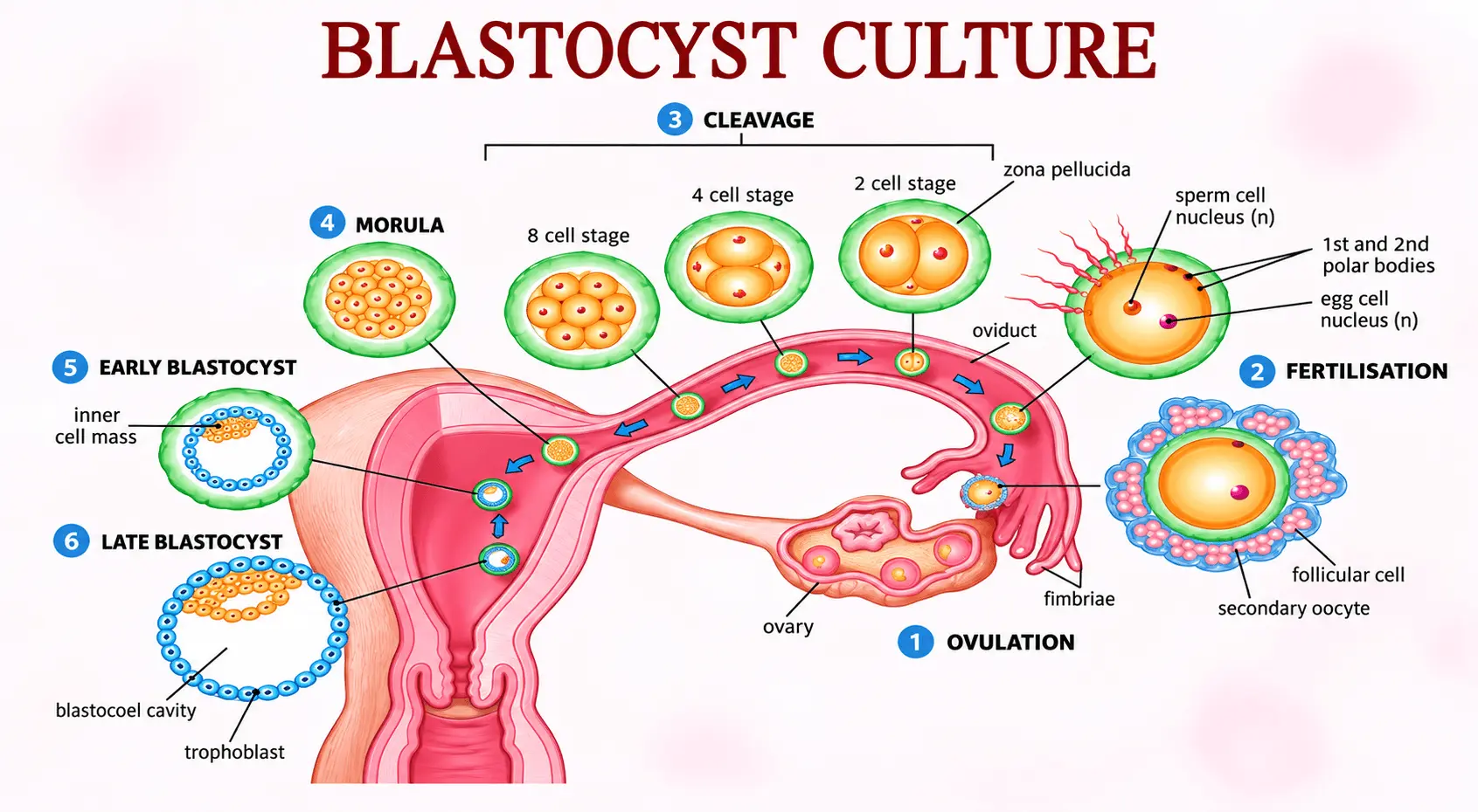 Blastocyst Culture & Transfer Patna